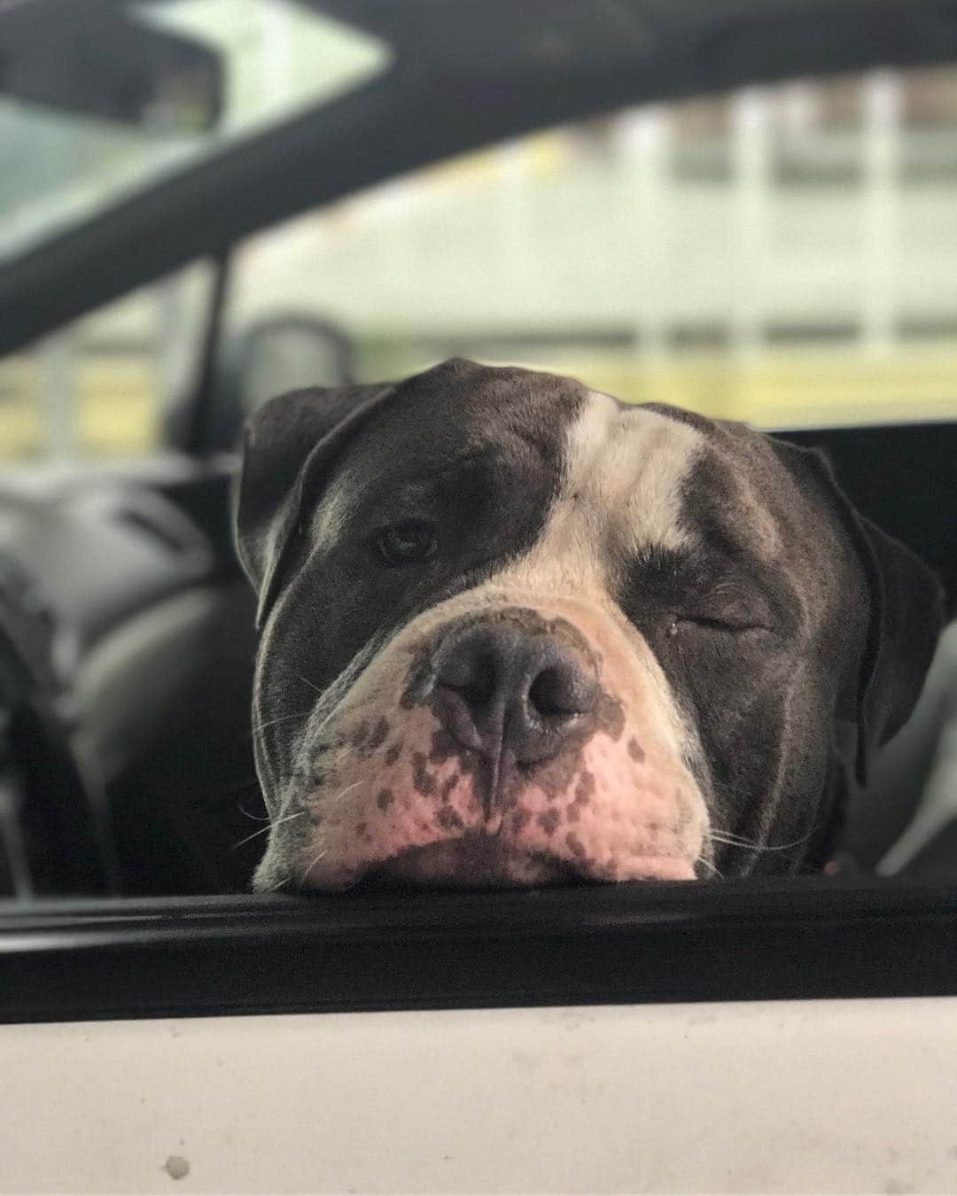STYLISH ANIMALSのインスタグラム：「Marshall being Marshall 😊」