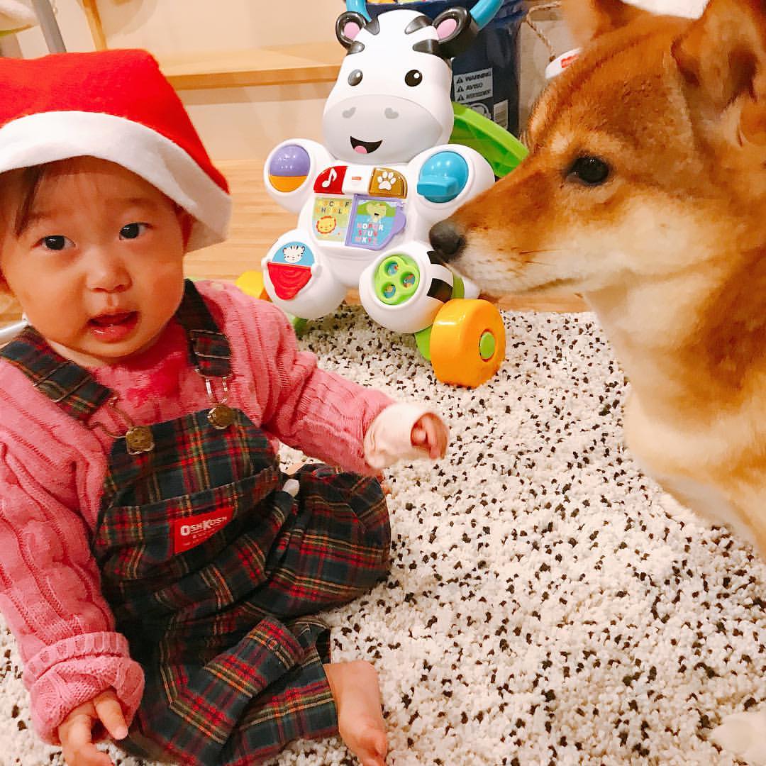 尾形貴弘さんのインスタグラム写真 - (尾形貴弘Instagram)「メリークリスマスイブーーー！！ パパはお仕事頑張りますっ！！！ #柴犬大好き #柴犬マニア  #愛犬  #しばいぬ  #しばいぬ大好き  #shibainu  #shibastagram  #shiba_snap  #いぬ  #dogstagram  #犬ばか部  #いぬばか部 #ミク #三九 #ママリ #ベビフル #パンサー尾形 #赤ちゃん #赤ちゃんのいる暮らし #赤ちゃんと犬 #生後9ヶ月 #サンキュー #クリスマスイブ」12月24日 18時25分 - miku3_miku_9