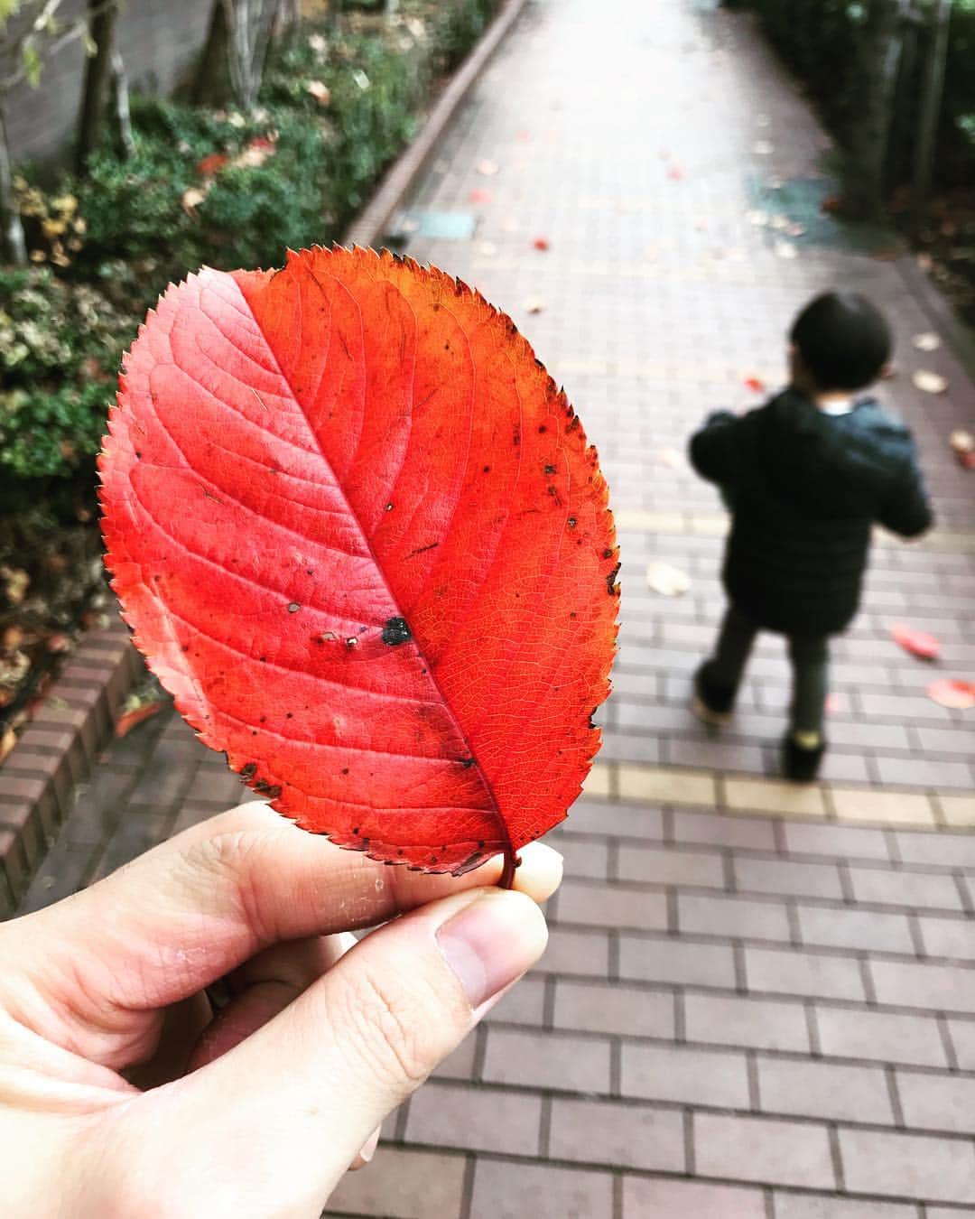 内田朝陽さんのインスタグラム写真 - (内田朝陽Instagram)「これが、いちばん赤いのだよぉ って言ってました笑 ありがとう  My son recommended the leaf. He said “it’s most beautiful red” Thanx son 😘  #紅葉 #落ち葉 #散歩 #son #winterred」12月24日 10時21分 - asahi_uchida