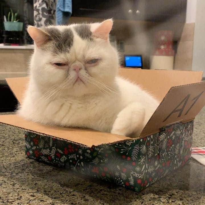 Kirby, Landru & Thomasのインスタグラム：「If you gather nothing else from this video, you should at least notice that I wrapped DaGoo’s box. #dagoozie #landrutreats #somebodywantsattention #tistheseason」