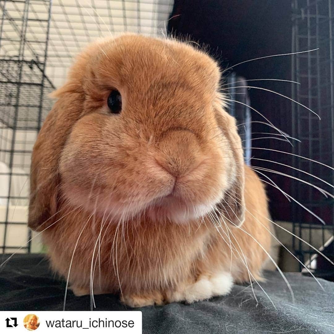 日本テレビ「獣になれない私たち」のインスタグラム：「三郎とたっちんの絆は永遠に✨  #一ノ瀬ワタル #岡持三郎 #たっちん #打ち上げ会場で三郎くんが #たっちんを飼うことを発表 #みんな大盛り上がり #これからもたっちんの様子は #SNSで見られるとのこと #二人で過ごすクリスマス・イブ #獣になれない私たち #けもなれ  @wataru_ichinose ・・・ たっちんと本当に一緒に暮らしていく事になりました😆 大事に育てていきます🐰  #獣になれない私たち #けもなれ #たっちん #岡持三郎 #メリークリスマス」