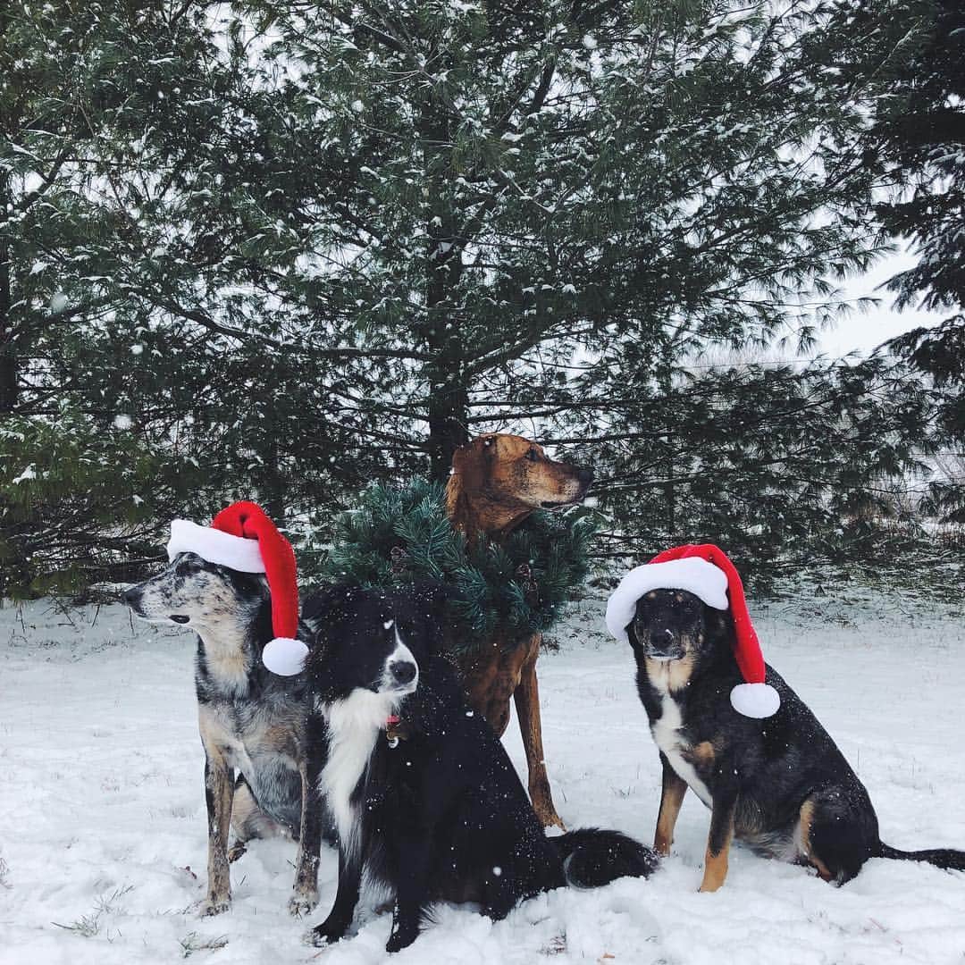 のインスタグラム：「Merry Christmas and happy holidays!🎄 (Gertie’s sleeping by the fireplace)」