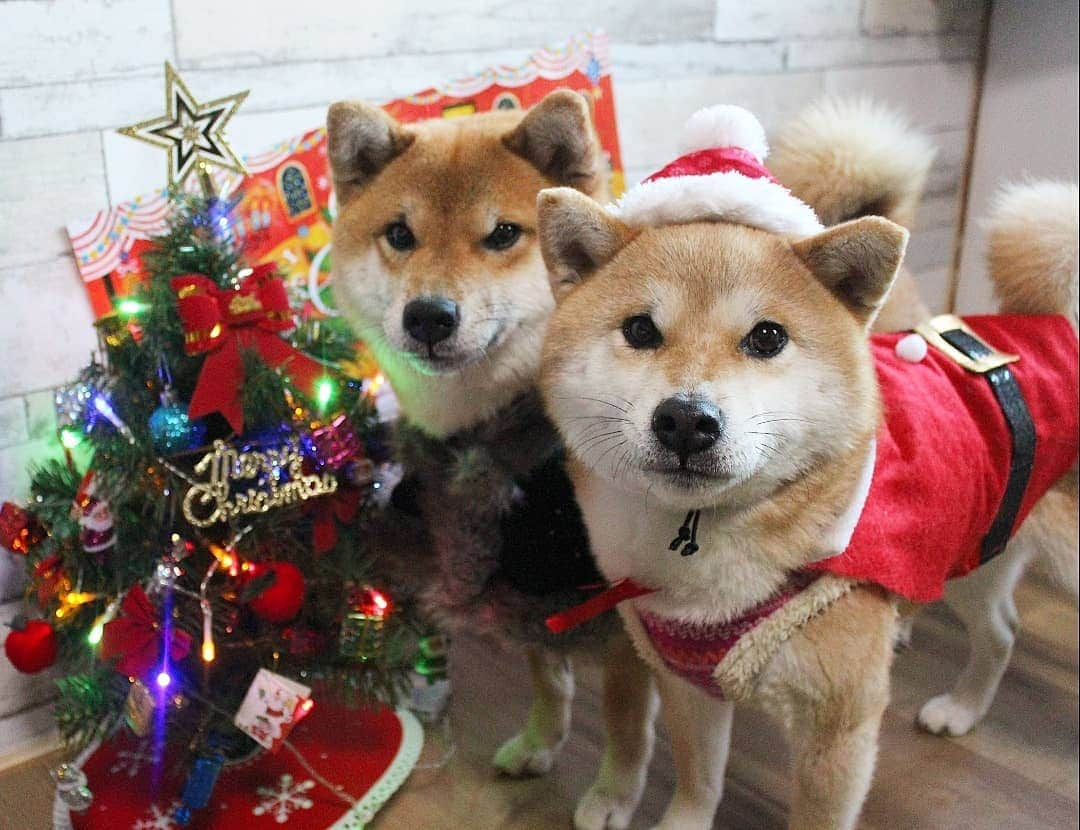 柴犬たま Shibainu Tamaのインスタグラム