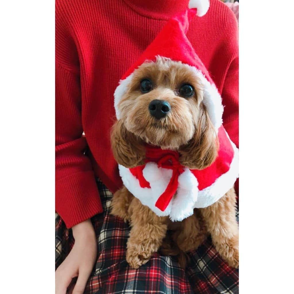 水谷果穂さんのインスタグラム写真 - (水谷果穂Instagram)「メリークリスマスイヴ❤️」12月24日 19時26分 - kahomizutani_official