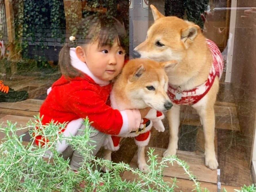 Moguさんのインスタグラム写真 - (MoguInstagram)「. Merry Christmas なの🐶🎄🎅 ❶お友達とクリスマス会なの。 #混ぜてもらった子分 ❷もぐの隣に食いしん坊のサンタクロースがいるなの。 ❸イケメンとのツーショットチャンスを邪魔されたてるなの。 #正面 #女子あるある ❹ #後ろ姿 ❺記念撮影準備中に絡まれてるなの。 . @the_shiba_mogu  #柴犬 #shibainu #shiba#赤柴 #redshiba#犬 #dog#しばいぬ#nannydog#犬と子供#子供と犬#柴犬と子供#柴」12月24日 22時18分 - the_shiba_mogu