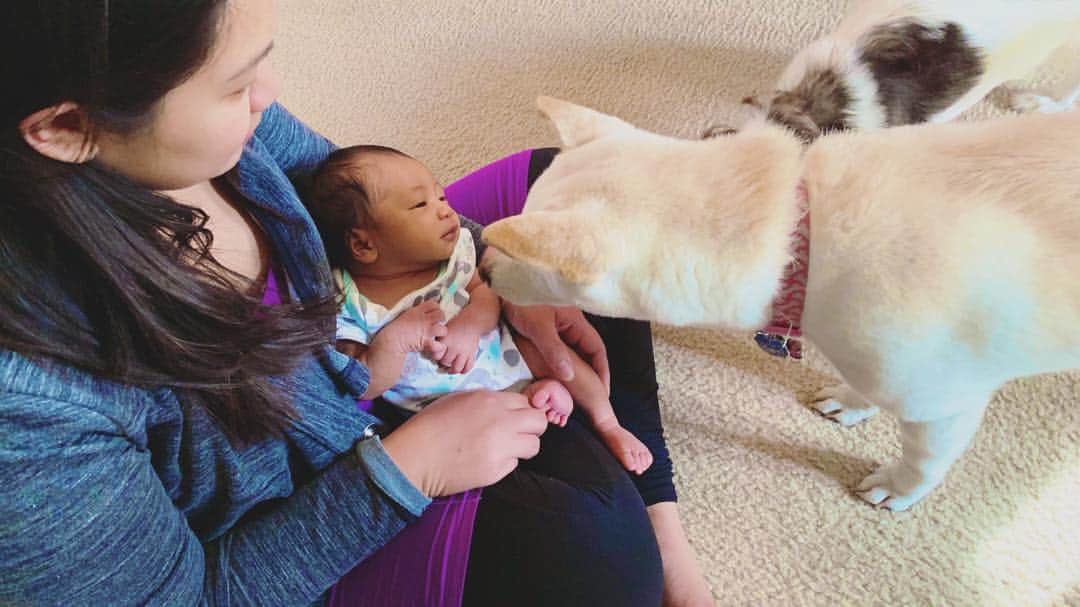 Tofu The Shibaのインスタグラム：「Meeting the newest member of the family. Happy holidays!」