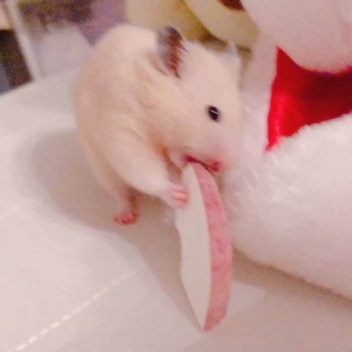 小桃音まいのインスタグラム：「そち派のあなたへMerry Christmas💝食べこぼしつけてるのが可愛すぎる、、、😭️💓 #ハムスター #ハムスターのいる生活 #ハムスター好きな人と繋がりたい #ハムスタグラム #キンクマハムスター #キンクマ #そち #hamster #hamsterlove #hamstergram #ふわもこ部 #ハムスター動画 #햄스터 #仓鼠」