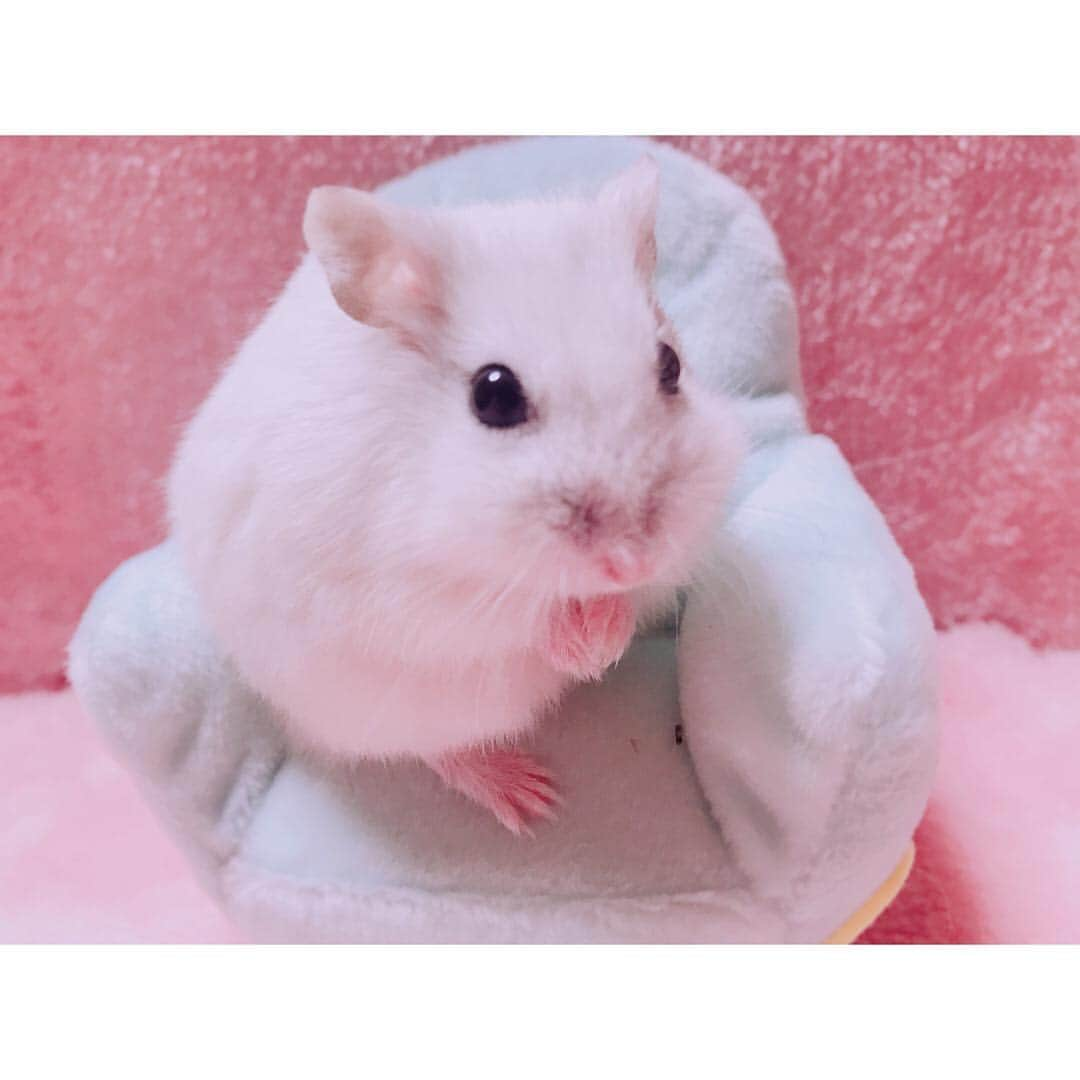 白戸遥さんのインスタグラム写真 - (白戸遥Instagram)「大好きなチーズをおとしちゃったあとのおもち🐹💗えっー!!!! もちろんすぐひろったーε＝┏(･ω･)┛#hamster #hamstagram #hammy  #dwarfhamster #hamstergram #petstagram #fluffy#smallanimal#hamsterlife #hamsterlove  #ハムスター部 #ハムスタグラム #ハムスター #はむすたぐらむ #햄스터 #仓鼠的日常 #仓鼠  #白戸家 #はるちゃん #もぐもぐ #おうち #かわいい #すみっコぐらし #ハムスター動画  #followｍe #ハムスター好きな人と繋がりたい #ハムスターのいる生活  #おもち #チーズ#cheese」12月24日 23時48分 - haruka_biyori