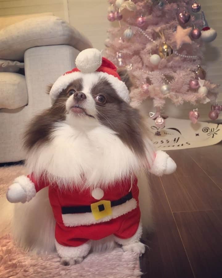 mycoのインスタグラム：「🎄🐶りりが笑わせてくれてます🎅 みなさん素敵なクリスマスを✨  追伸。昨日のコメントありがとうございました。とてもさみしい時なので1つ1つの言葉が優しく包んでくれました。忘れません。  #santaclaus  #pom #pomeranian  #dog #dogsofinstagram  #christmas」