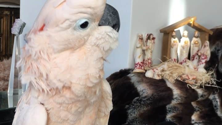 のインスタグラム：「Pa rum pum pum pum. Hope your Christmas wishes come true. #BiggyPop #moluccan #cockatoosofinstagram #birds #WineIsForPeople #obvs #BiggyHadNone #LestThereBeAnyDoubt #Merry Christmas #ChristmasEve #LittleDrummerBoy by #IggyPop and #MichelLegrand #OnMe by  #MeekMill #Santa」