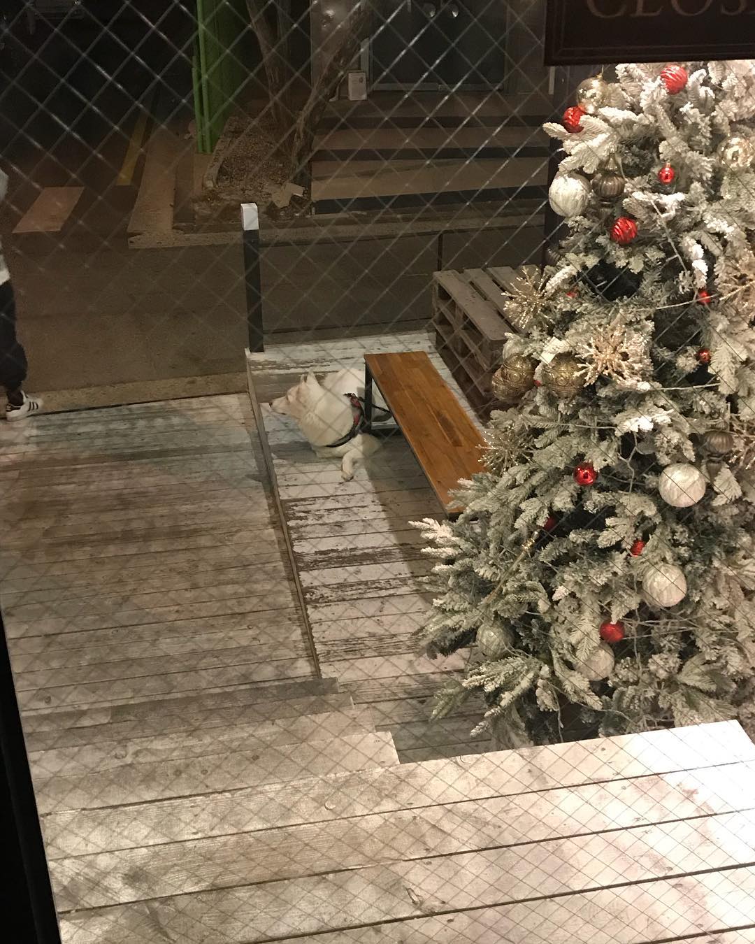 ホン・ジョンヒョンのインスタグラム：「🌲 사람같이 생겼어..」