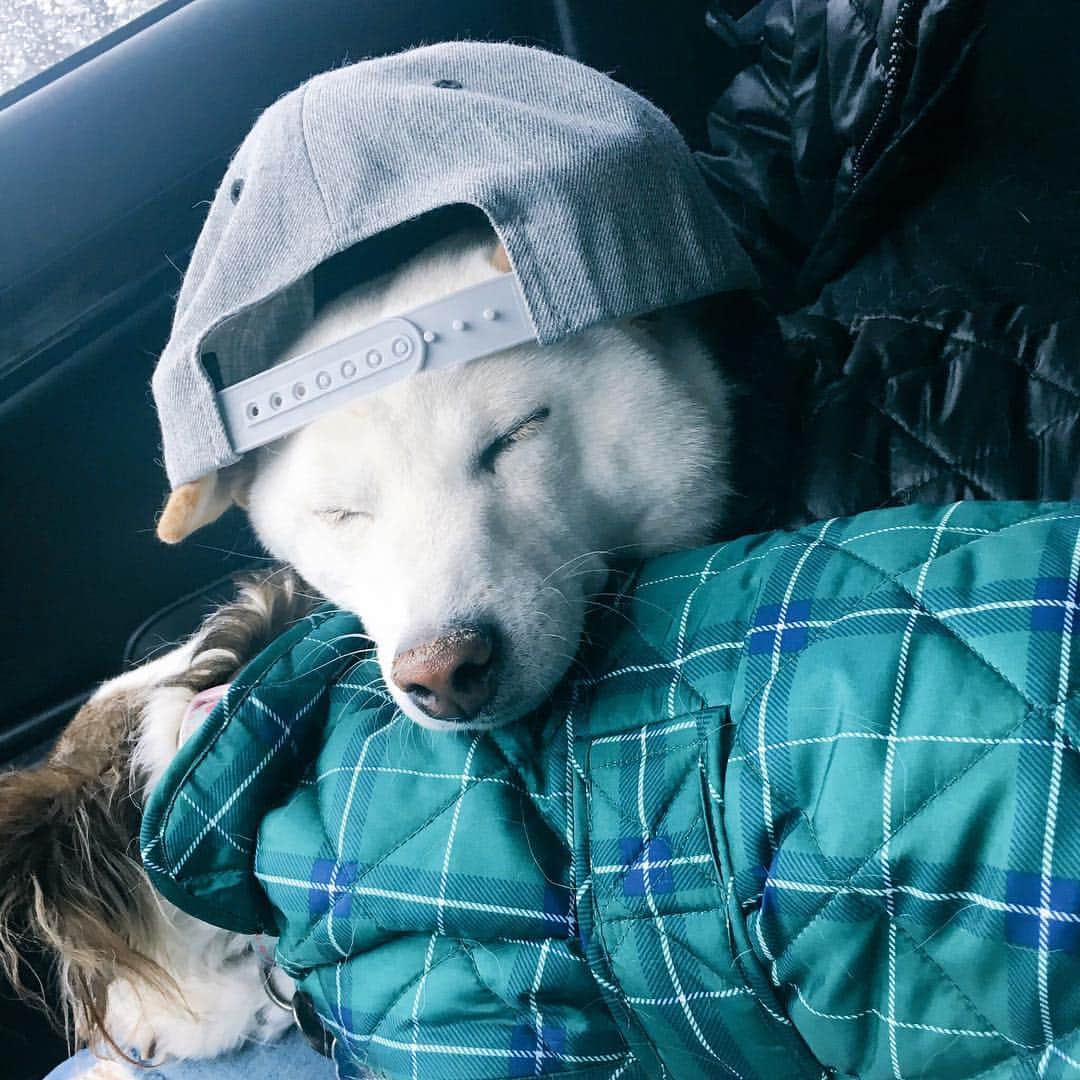 Tofu The Shibaのインスタグラム：「Road trips to the snow got me like...」