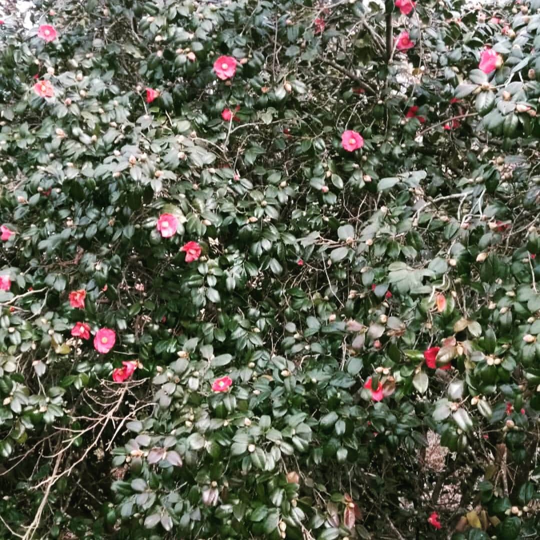 中澤健太郎のインスタグラム：「椿の花が！お正月前なのに、 けっこう！咲いてる・ やはり、温かい冬なの？ 今日は寒い。(^-^;)」