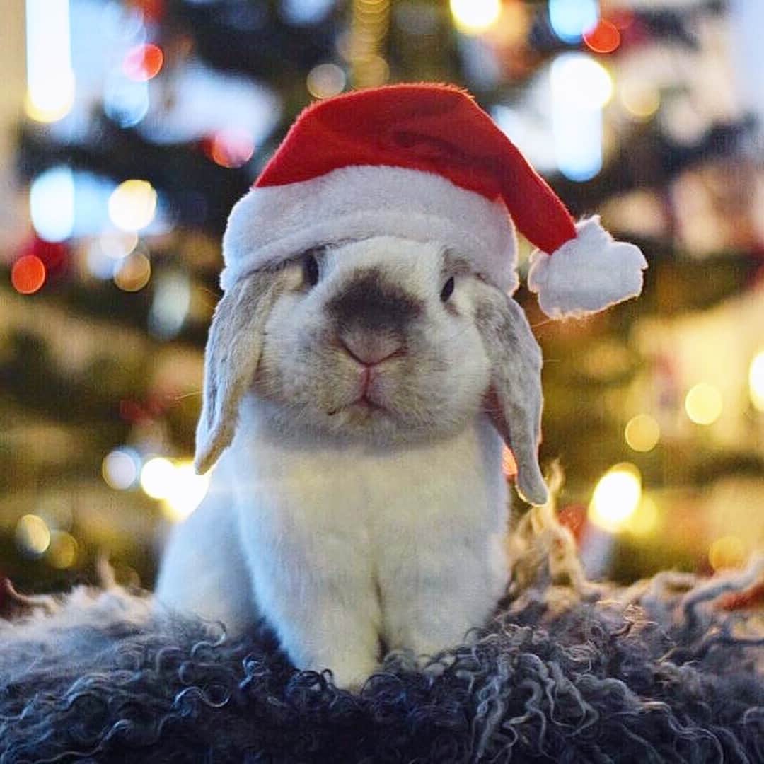 Exempel the bunnyのインスタグラム：「We celebrated Christmas today. The first time in years without Exempel. I actually don’t even remember what life was like before I got him. Sure, I didn’t spend every hour of Christmas with him. But I did spend the mornings and evenings with him. Watching him open his gifts, giving him lots of head rubs and then having him sleep in my bed with me. These pictures are from last year and I truly believe we would celebrate more holidays together and that last Christmas wasn’t the last one. I love and miss you, Exempel.」