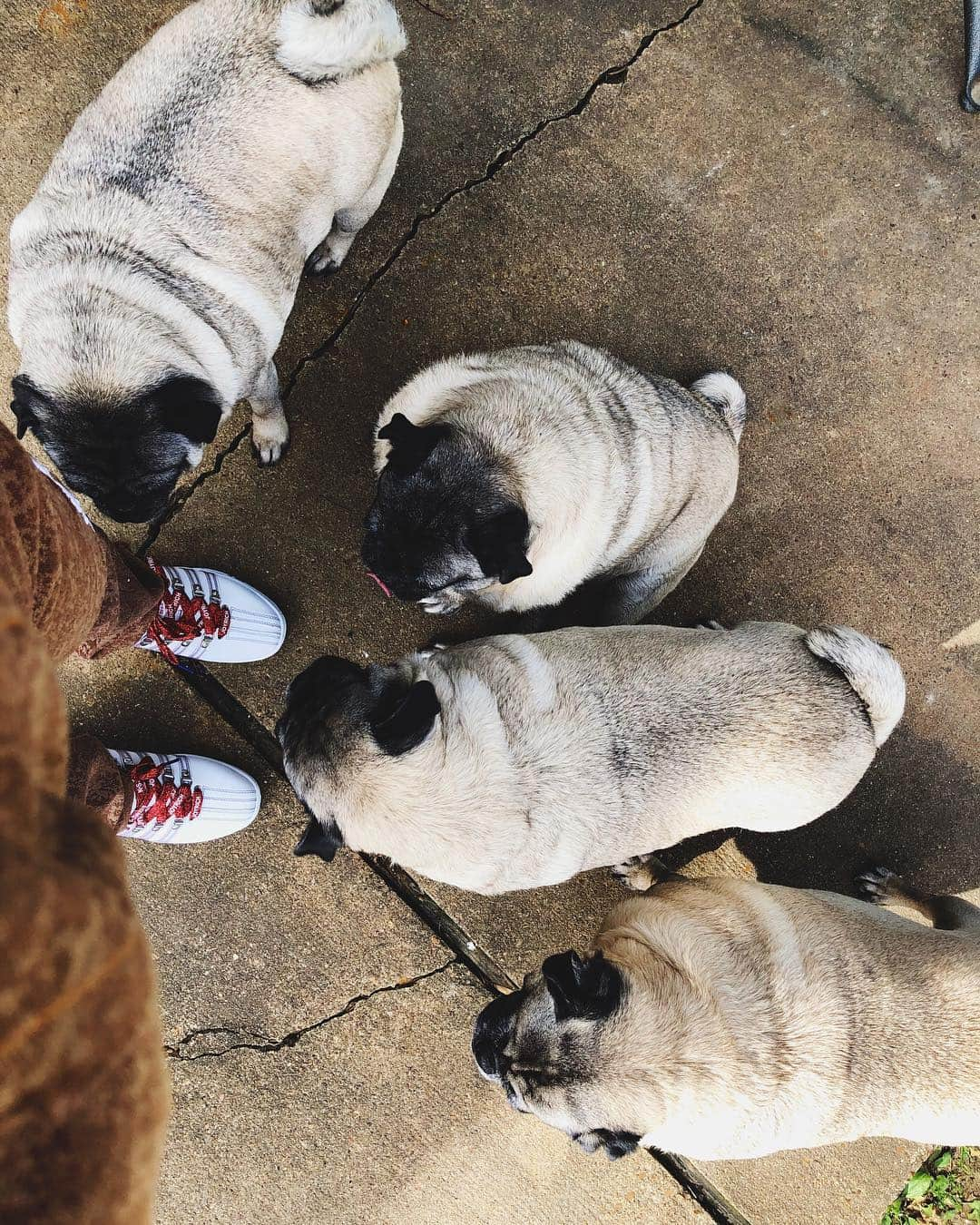 ローラさんのインスタグラム写真 - (ローラInstagram)「Spending Christmas with my friend’s family in Mississippi! They have an army of pugs😙🐶🐶🐶🐶♥️ クリスマスはわたしの親友の地元ミシシッピにきたよ〜❗️たくさんのパグをかっていてびっくりした🤣 ハッピーメリークリスマス🎄 #エコボトル🌍」12月25日 7時32分 - rolaofficial