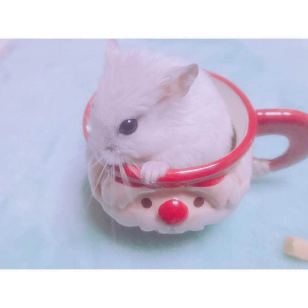 白戸遥のインスタグラム：「メリークリスマス🎄この可愛さやばい!!待ち受け確定🙋💗 #hamster #hamstagram #hammy  #dwarfhamster #hamstergram #petstagram #fluffy#smallanimal#hamsterlife #hamsterlove  #ハムスター部 #ハムスタグラム #ハムスター #はむすたぐらむ #햄스터 #仓鼠的日常 #仓鼠  #白戸家 #はるちゃん  #cup #かわいい  #ハムスター動画  #followｍe #ハムスター好きな人と繋がりたい #ハムスターのいる生活  #おもち #チーズ#cheese #クリスマス」