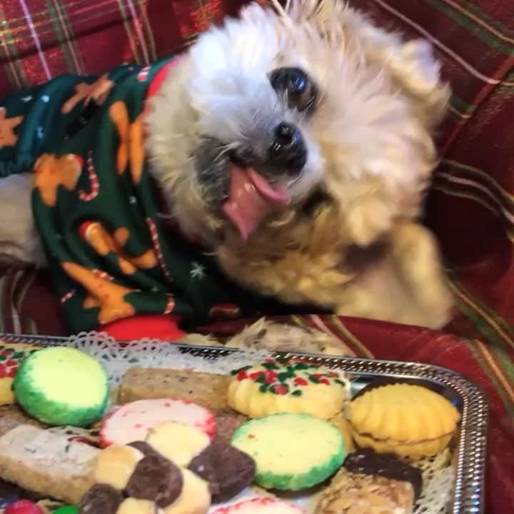 Marnie The Dogのインスタグラム：「Xmas is here!」