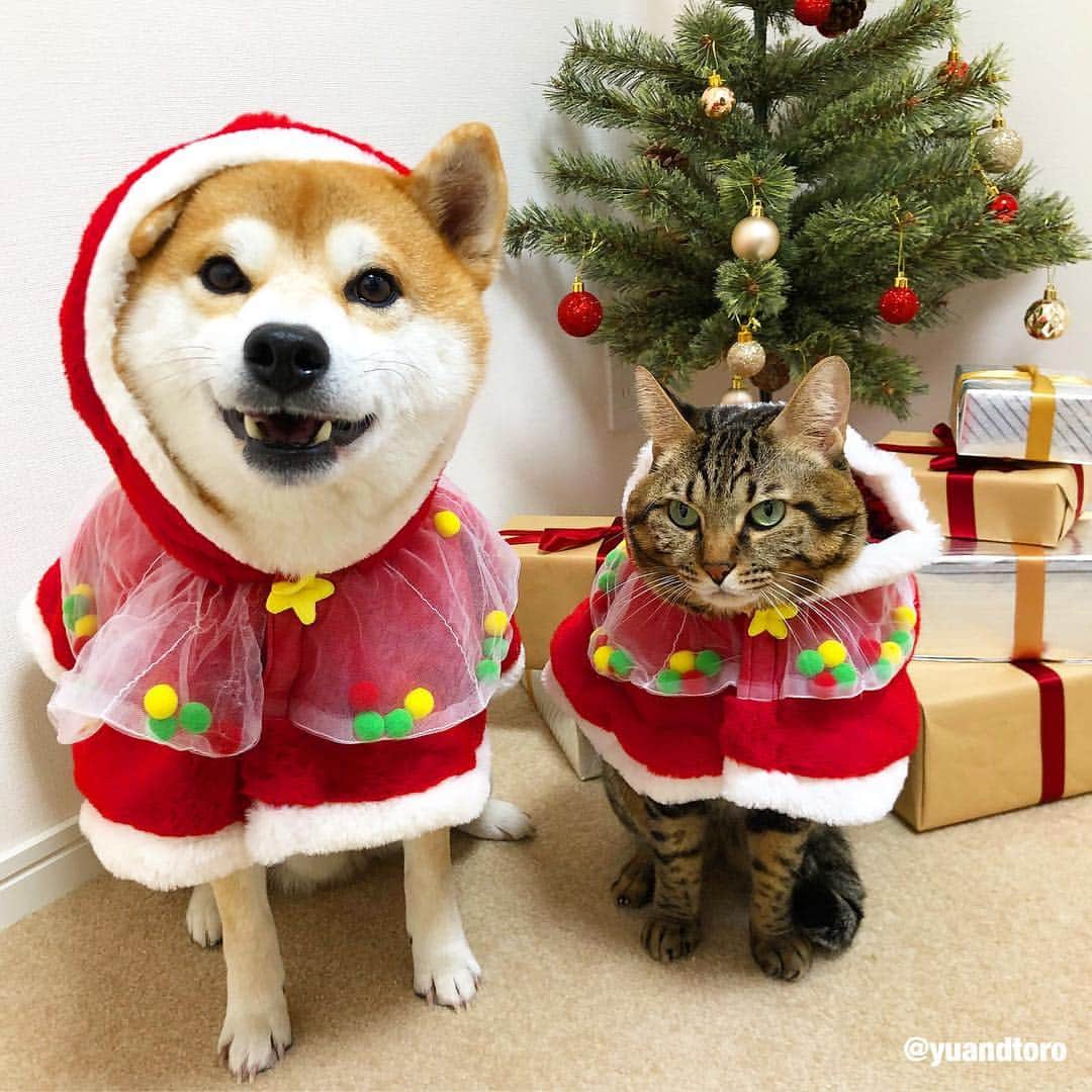 ゆうとろ（柴犬ゆうと猫のとろ）さんのインスタグラム写真 - (ゆうとろ（柴犬ゆうと猫のとろ）Instagram)「#merrychristmas🎅 #メリークリスマス #素敵なクリスマスを #ゆうとろサンタ #お揃いケープ #ゆうとろコスプレ」12月25日 11時13分 - yuandtoro