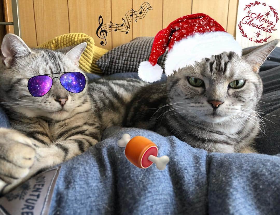 のインスタグラム：「Merry Christmas🎄🌟 With best wishes for Merry Christmas😼😽」