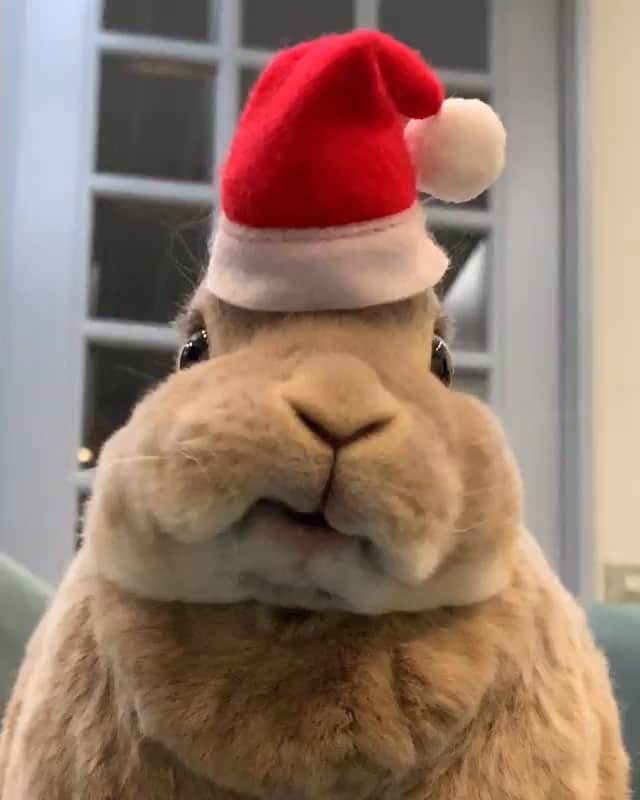 Animalsのインスタグラム：「Stuffing my face at Christmas parties like.... 🎅 . . By @and_olive_」