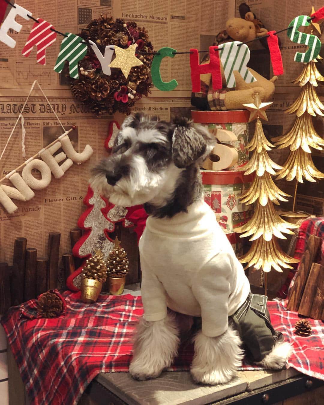 園都さんのインスタグラム写真 - (園都Instagram)「We wish you a Merry Christmas!  LOCO君🐶💕 タートルニットにカーゴパンツを合わせてみました！ cool👍 #mydog  #miniatureschnauzer  #asknowasdewan」12月25日 18時12分 - miyakosono_official