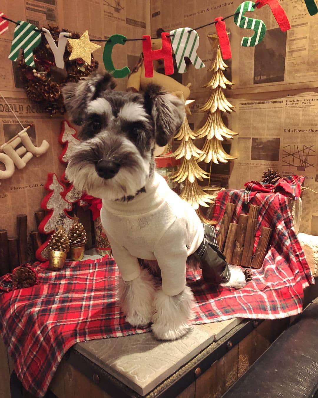 のインスタグラム：「We wish you a Merry Christmas!  LOCO君🐶💕 タートルニットにカーゴパンツを合わせてみました！ cool👍 #mydog  #miniatureschnauzer  #asknowasdewan」