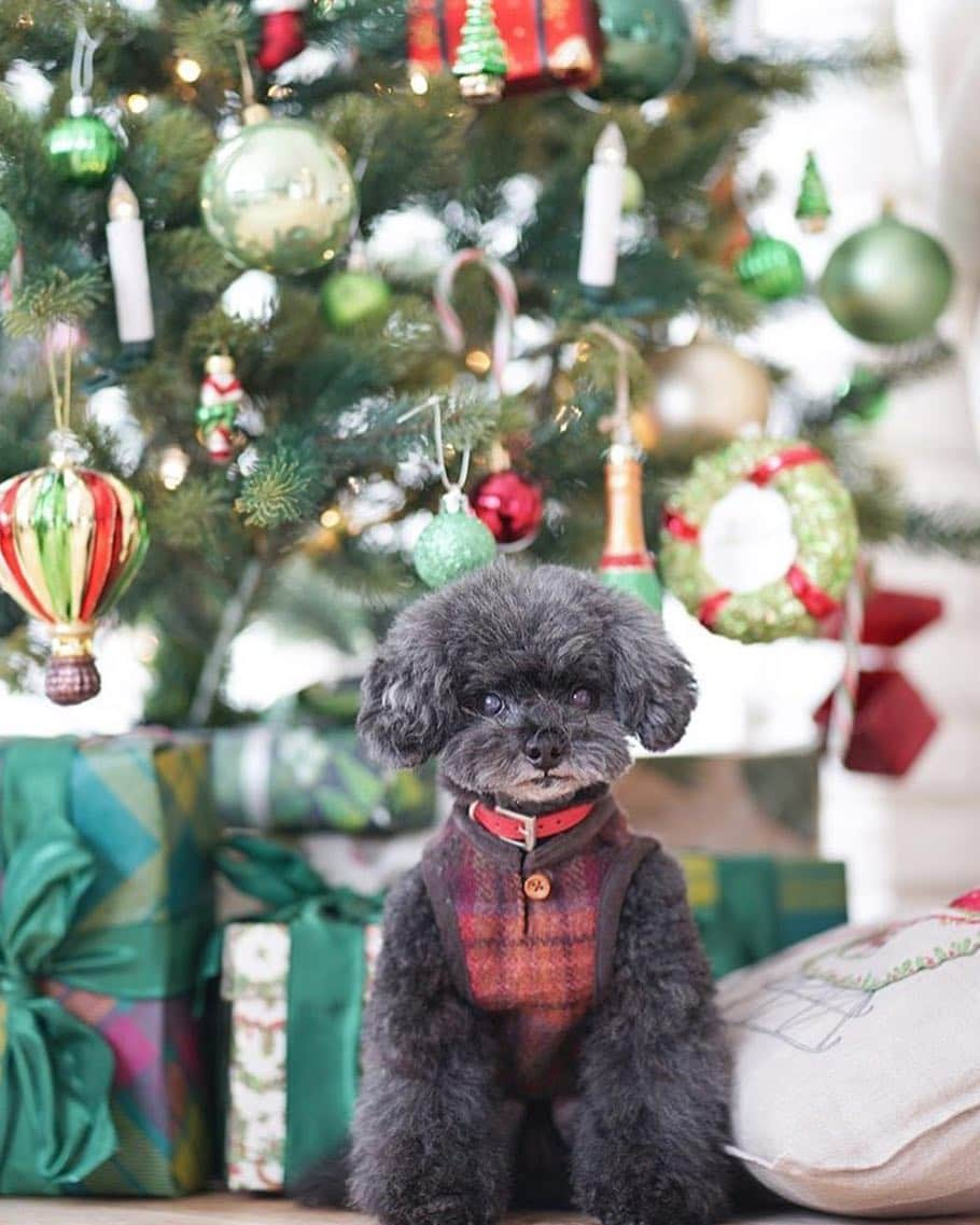 PET'S ALL RIGHT 【公式】のインスタグラム：「今日はクリスマス🎅🎄 . 朝起きたらツリーの下に…🎁❓ みなさんなにをもらったのかな？？ . bettyちゃんは飼い主さんからの愛をたくさん貰えたみたい🐶💕 . bettyちゃんをもっとみたい！という方はこちらをチェックしてみてくださいね🎁↓ @rumbetty #うちの子は #わが家の#サンタクロース #スマホで健康相談#育成相談#フード相談 ができちゃう#petsallright #クリスマス #クリスマスコスプレ #クリスマスプレゼント#cristmaspresent」