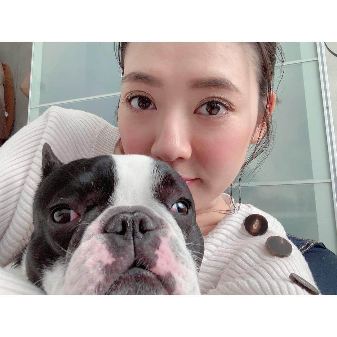 中田奈沙さんのインスタグラム写真 - (中田奈沙Instagram)「With 🐄 カメラ目線も得意です😉 * * #frenchbulldog #frenchie #dog #pet #family #cutie #cute #sweetie #me #instadog #dogstagram #relax #tokyo #japan #japanesegirl #フレンチブルドッグ #フレブル #ペット #犬 #家族 #中田奈沙 #癒し #リラックス #いぬすたぐらむ #親バカ #犬バカ部 #ブヒ #犬バカ #愛犬」1月23日 18時38分 - nasa_nakada