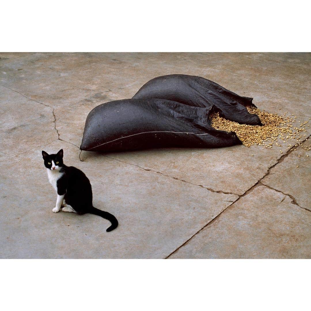 スティーブ・マカリーさんのインスタグラム写真 - (スティーブ・マカリーInstagram)「A cat near two bags of coffee beans in Alto Churumazú, Peru, 2005.」1月20日 0時31分 - stevemccurryofficial
