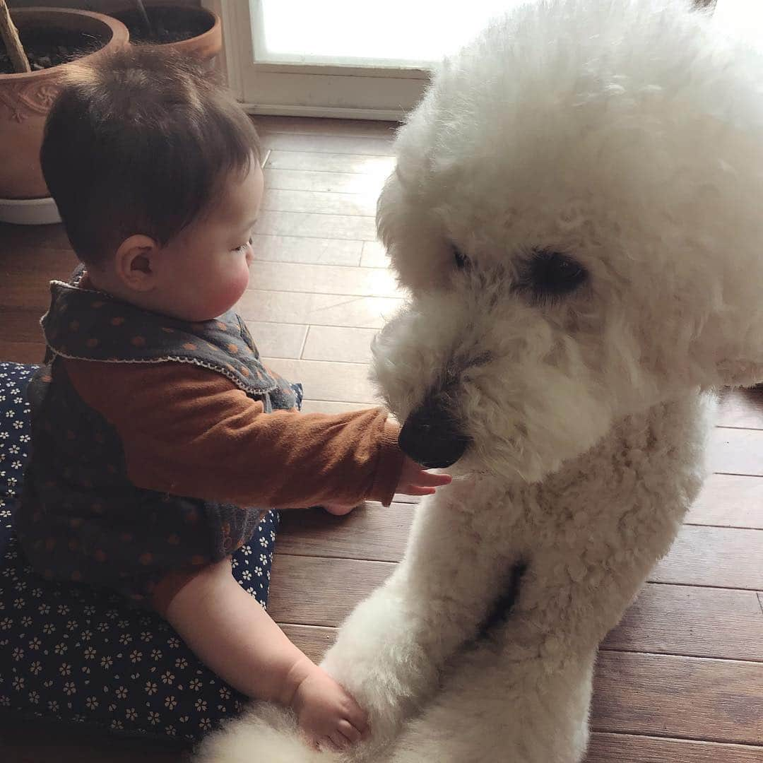 たまねぎさんのインスタグラム写真 - (たまねぎInstagram)「. .  白い兄貴と(о´∀`о) . . #standardpoodle #dog #poodlesofinstagram #スタンダードプードル #大型犬と子供 #poodle #dogstagram #east_dog_japan #いぬのいる生活 #もふもふ部 #わんこ部 #子どもと犬 #kidsanddog #ママリ #キズナ #コドモノ #いこーよ #いぬのきもち #犬と暮らす #犬好きと繋がりたい #ボディーガード #守られて #子守り犬 #兄弟」1月20日 13時41分 - tamanegi.qoo.riku