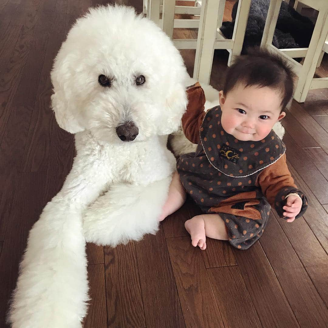 たまねぎさんのインスタグラム写真 - (たまねぎInstagram)「. .  白い兄貴と(о´∀`о) . . #standardpoodle #dog #poodlesofinstagram #スタンダードプードル #大型犬と子供 #poodle #dogstagram #east_dog_japan #いぬのいる生活 #もふもふ部 #わんこ部 #子どもと犬 #kidsanddog #ママリ #キズナ #コドモノ #いこーよ #いぬのきもち #犬と暮らす #犬好きと繋がりたい #ボディーガード #守られて #子守り犬 #兄弟」1月20日 13時41分 - tamanegi.qoo.riku