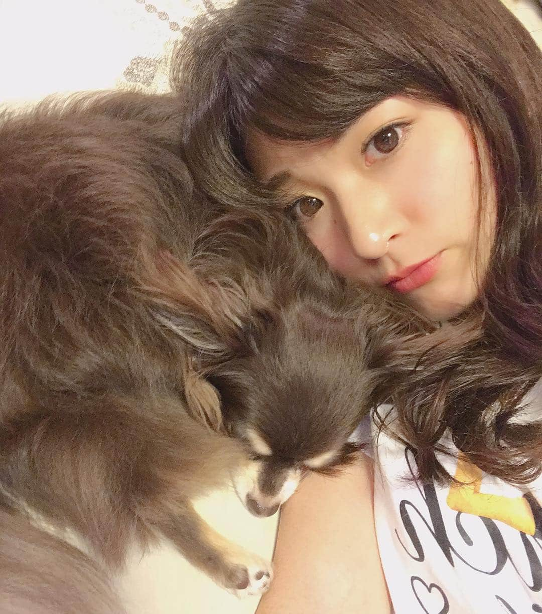 福田朱子さんのインスタグラム写真 - (福田朱子Instagram)「ふぃーーーー(๑´・‿・) おやすみなさい😘  #goodnight #mydog #withdog #bunny #福田さん家のbunnyちゃん  #chocolate #chiwawa #チワワ #福田朱子 #愛犬 #いつかの写真」1月20日 5時23分 - syuko29