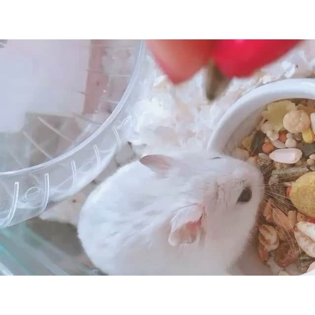 白戸遥のインスタグラム：「自分のペースをみださないおもち🙊まちきれなかった私🙊 #hamster #hamstagram #hammy  #dwarfhamster #hamstergram #petstagram #fluffy#smallanimal#hamsterlife #hamsterlove  #ハムスター部 #ハムスタグラム #ハムスター #はむすたぐらむ #햄스터 #仓鼠的日常 #仓鼠  #白戸家 #はるちゃん  #かわいい  #followｍe #ハムスター好きな人と繋がりたい #ハムスターのいる生活  #おもち #ごはん #お気に入り #マイペース #ひまわり #ハムスター動画」