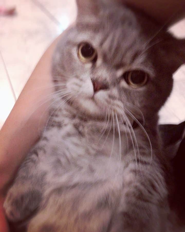 Pancakeのインスタグラム：「just lounging in my lap ❤️ hehe 😉 #catkote #cats #catlovers #catstagram #catsoninstagram #catsofinstagram #catoftheday #kittygram #kittensoninstagram #kittensofinstagram #sgcats #pets #petlovers #pancake #instagramcats #munchkincats #neko #ねこ #マンチカン」