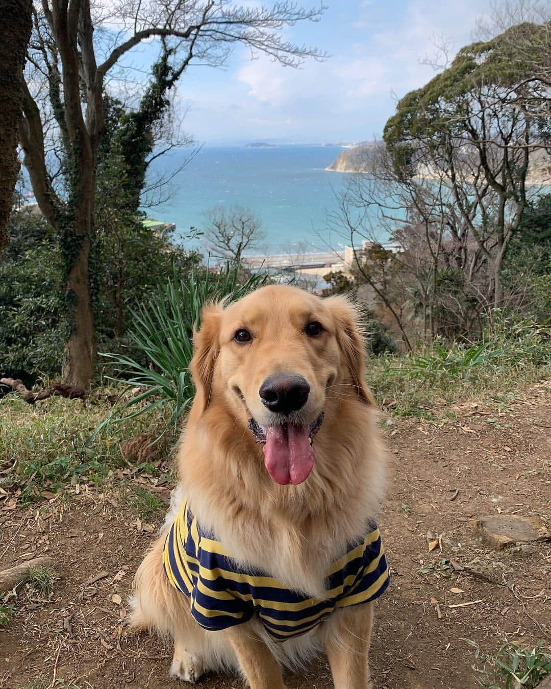 二見梓のインスタグラム：「🌊⛵️🏝🐶 海🐶と海🏄‍♂️に癒される。 昨夜久々に一緒に寝たら、夜中布団取られた。笑 よき休日です✌️ #hayama#zushi#goldenretriever#kai」