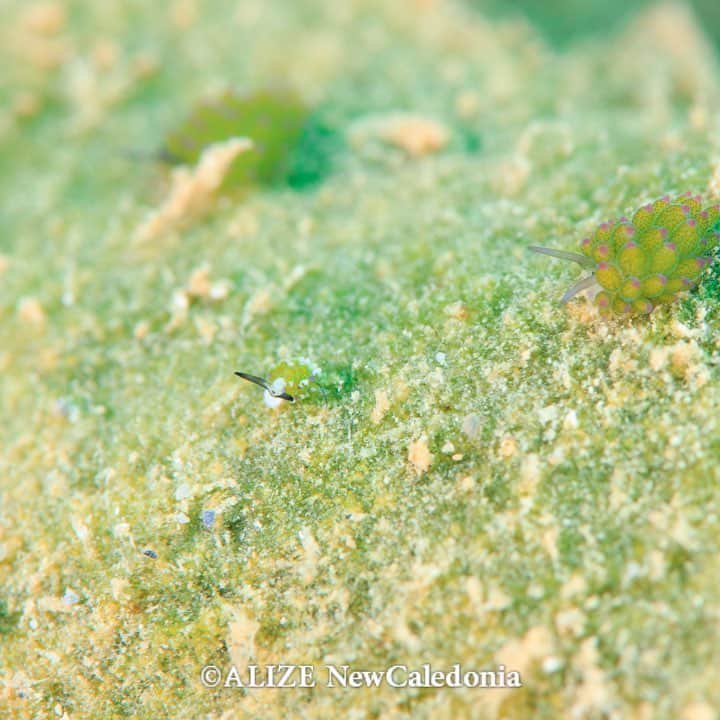 のインスタグラム：「羊がいっぱい！！ #alizedive #newcaledonia #noumea #diving #diver #divermag #nouvellecaledonie #ウミウシ #seaslug #羊 #underwaterphoto #ニューカレドニア #ダイビング #水中写真 #ダイビング好きな人と繋がりたい #自然 #緑 @alizedive」
