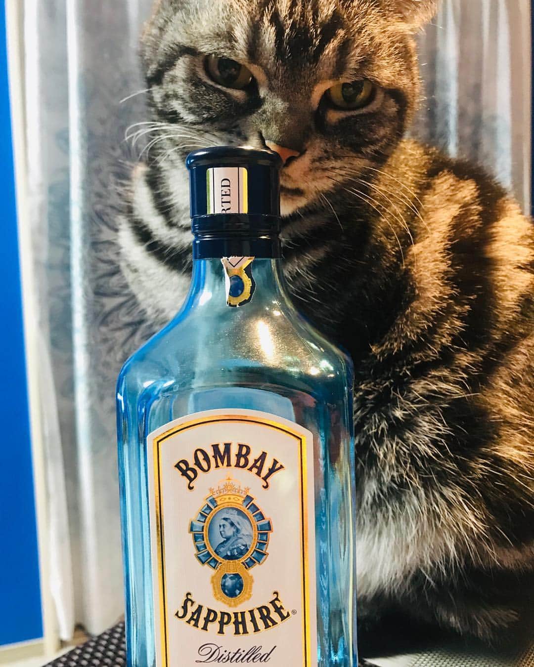 のインスタグラム：「イケメンと差し向かい一杯やってます  #ikemen #cat #catagram #gin #bombaysapphire」