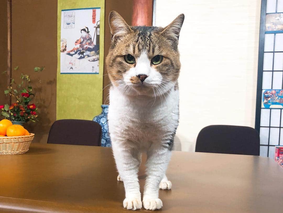 佐々木瞳さんのインスタグラム写真 - (佐々木瞳Instagram)「【出演中❣NHK Eテレ 「趣味どきっ！」不思議な猫世界】 ・ 1月も後半ですね❣️ 今夜1月21日（月）午後9時30分〜 #NHK #Eテレ「#趣味どきっ！ 」の「#不思議な猫世界 」第7回が放送されます🐱 私は、#MC として出演中です😽 ・ 第7回は「#ことわざになった猫 」🐈 http://www.nhk.or.jp/syumidoki/syumidoki-mon/index.html 猫にまつわる#ことわざ をたっぷり紹介。日常よく使うおなじみの表現から、聞いたことがないような珍しいものまで。こんなにも猫のことわざがあることにビックリするはず⁉️✨これで#猫ことわざ博士 になれるかも！ゲストは…💖 ・ ぜひご覧ください🐱💖 #猫好きな人と繋がりたい #ねこすたぐらむ #ねこのきもち #猫 #猫好きさんとつながりたい #ねこ #ねこ好き #ねこ写真 #ねこすきさんと繋がりたい」1月21日 18時08分 - hitomihappygirl1026