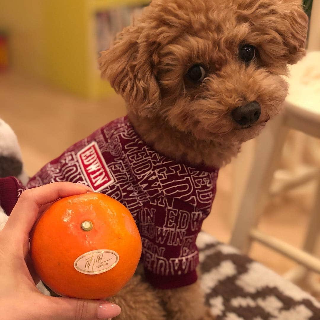 宮崎宣子さんのインスタグラム写真 - (宮崎宣子Instagram)「宮崎野菜が届きました😊 ハーブだけではなく、野菜🥦も育てたいと計画しております✨ とにかく宮崎野菜ってトマト🍅は甘いし、野菜は味が濃いし、 果物は甘味が深くて水分が多くてジューシー✨  この南風のみかんを🍊食べたら、本当に甘くて甘くて😋 もっと教えたいなー🍅  #宮崎野菜 #宮崎 #南風 #みかん #宮崎果物 #畑女子 #増やしたい #宮崎農園 #家庭菜園 #アロハも宮崎野菜大好き」1月21日 21時50分 - miyazaki_nobuko