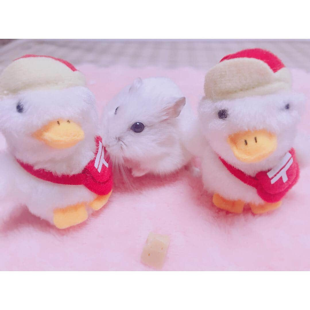 白戸遥のインスタグラム：「おもち🐹とダックちゃん🐤 #hamster #hamstagram #hammy  #dwarfhamster #hamstergram #petstagram #fluffy#smallanimal#hamsterlife #hamsterlove  #ハムスター部 #ハムスタグラム #ハムスター #はむすたぐらむ #햄스터 #仓鼠的日常 #仓鼠  #白戸家 #はるちゃん  #かわいい  #followｍe #ハムスター好きな人と繋がりたい #ハムスターのいる生活  #おもち #おうち #お気に入り #house #ダック #アフラック #郵便局」