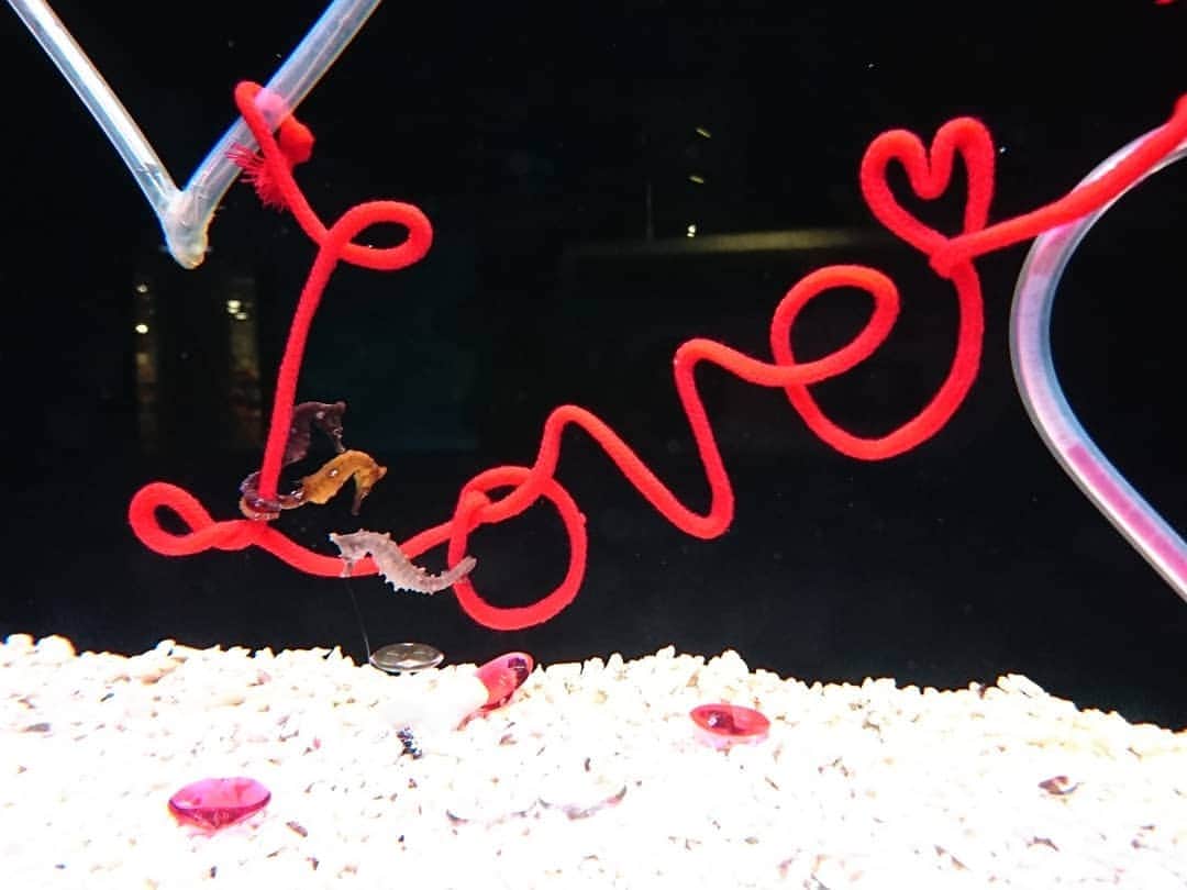服部未佳さんのインスタグラム写真 - (服部未佳Instagram)「今日は浅虫水族館を取材しました。よく見ると…タツノオトシゴがくるくる巻き付いている！かわいい！！癒されました💕バレンタイン水槽、2月14日までの期間限定展示だそうです💕 #浅虫水族館 #タツノオトシゴ #バレンタイン #バレンタイン水槽 #スーパーJチャンネルABA」1月22日 0時51分 - mikahattori_aba
