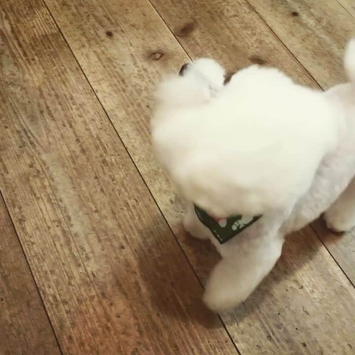 neokazumiのインスタグラム：「・ いってきます♥🙆 しばしのお別れで 母は胸が本当に傷んだ(笑)🐩 ・ #トイプードル#トイプードルホワイト#いぬすき#いぬのいる暮らし #neoとkazumi#neoくん#愛」