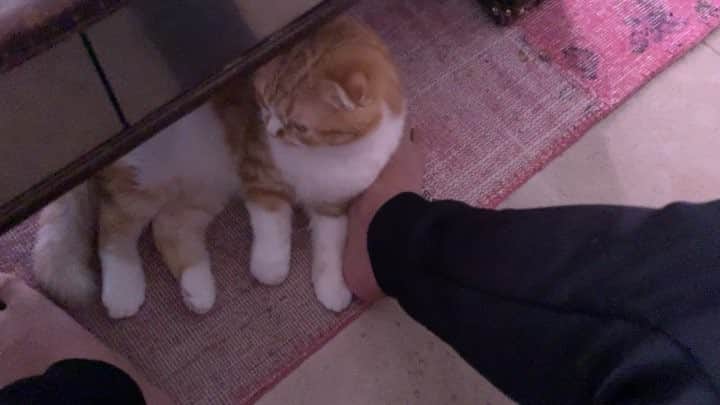 HIKAKINのインスタグラム：「まるお、甘えん坊タイム🥺💕 #まるお #猫 #かわいい」