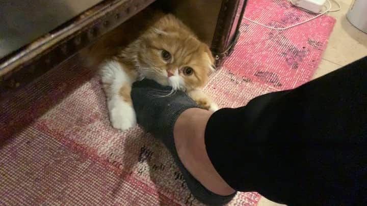 HIKAKINのインスタグラム：「もふこ、甘えん坊タイム🥺💕 #もふこ #猫 #かわいい」