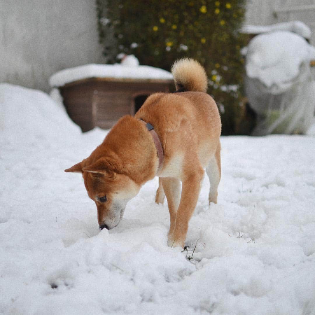のインスタグラム：「Buddy love snow ❄️⛄️🥶」