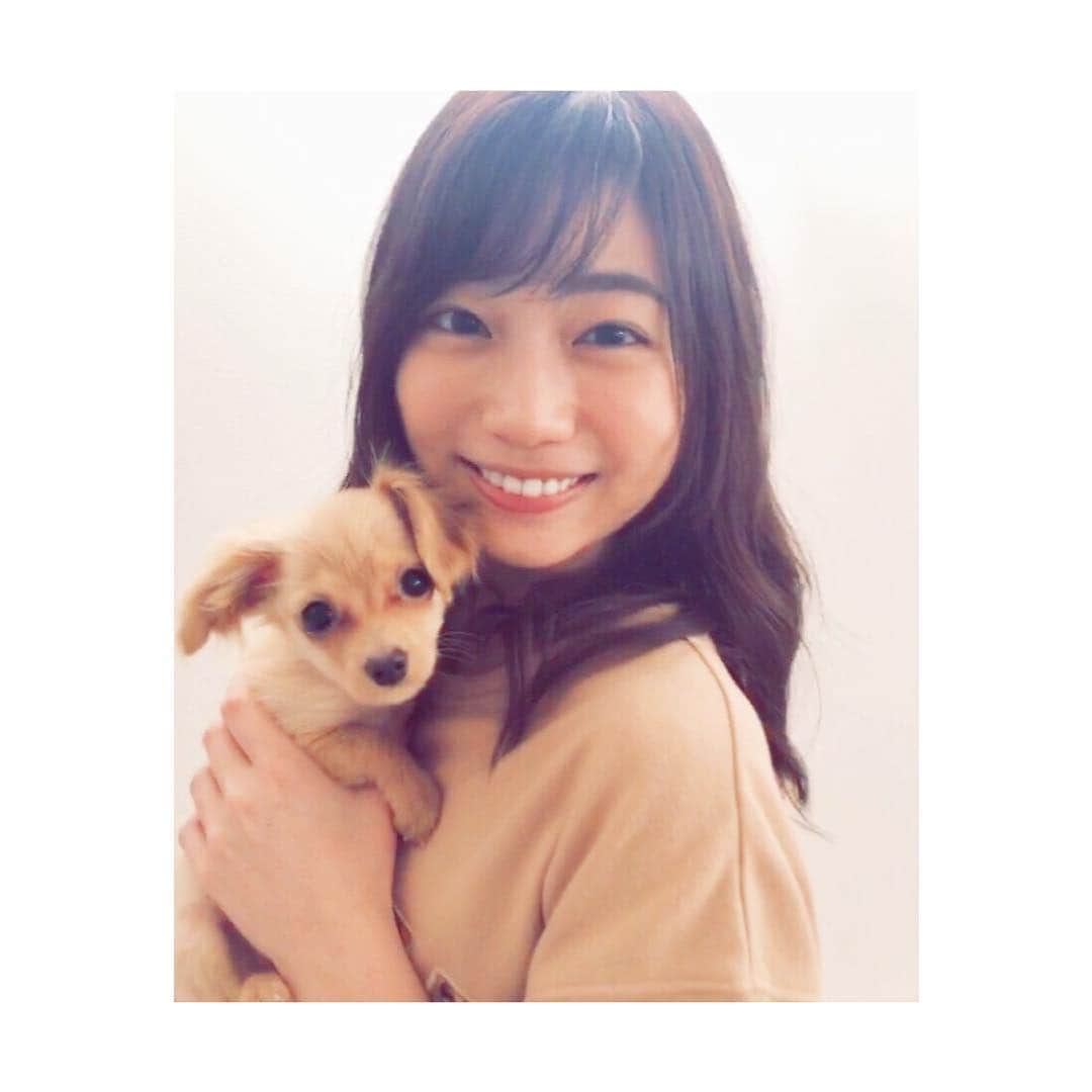 村上奈菜さんのインスタグラム写真 - (村上奈菜Instagram)「アルバムがルゥの写真で溢れているのでルゥのインスタ作りました🐶笑 フォローしてね💞 @ruuu.0923  #チワックス #犬好き #いぬすたぐらむ #dog #chihuachshund #cheweenie」1月22日 21時58分 - murakami__nana
