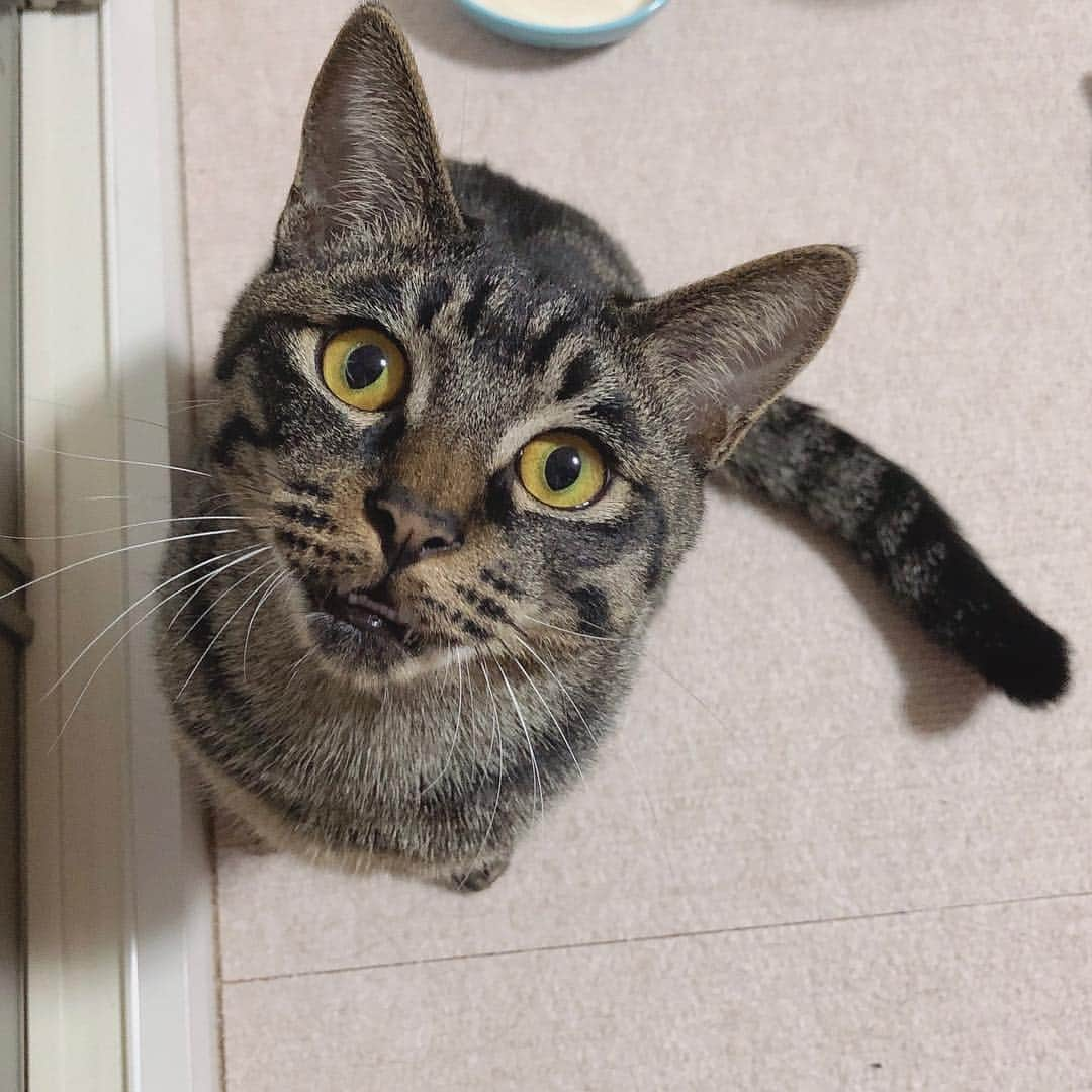 小日向くるみさんのインスタグラム写真 - (小日向くるみInstagram)「何かを訴える猫 #猫 #ねこ #cat #元野良猫 #きじとら #キジトラ #うちの子 #そぼろ #雑種」1月23日 0時09分 - krm0217