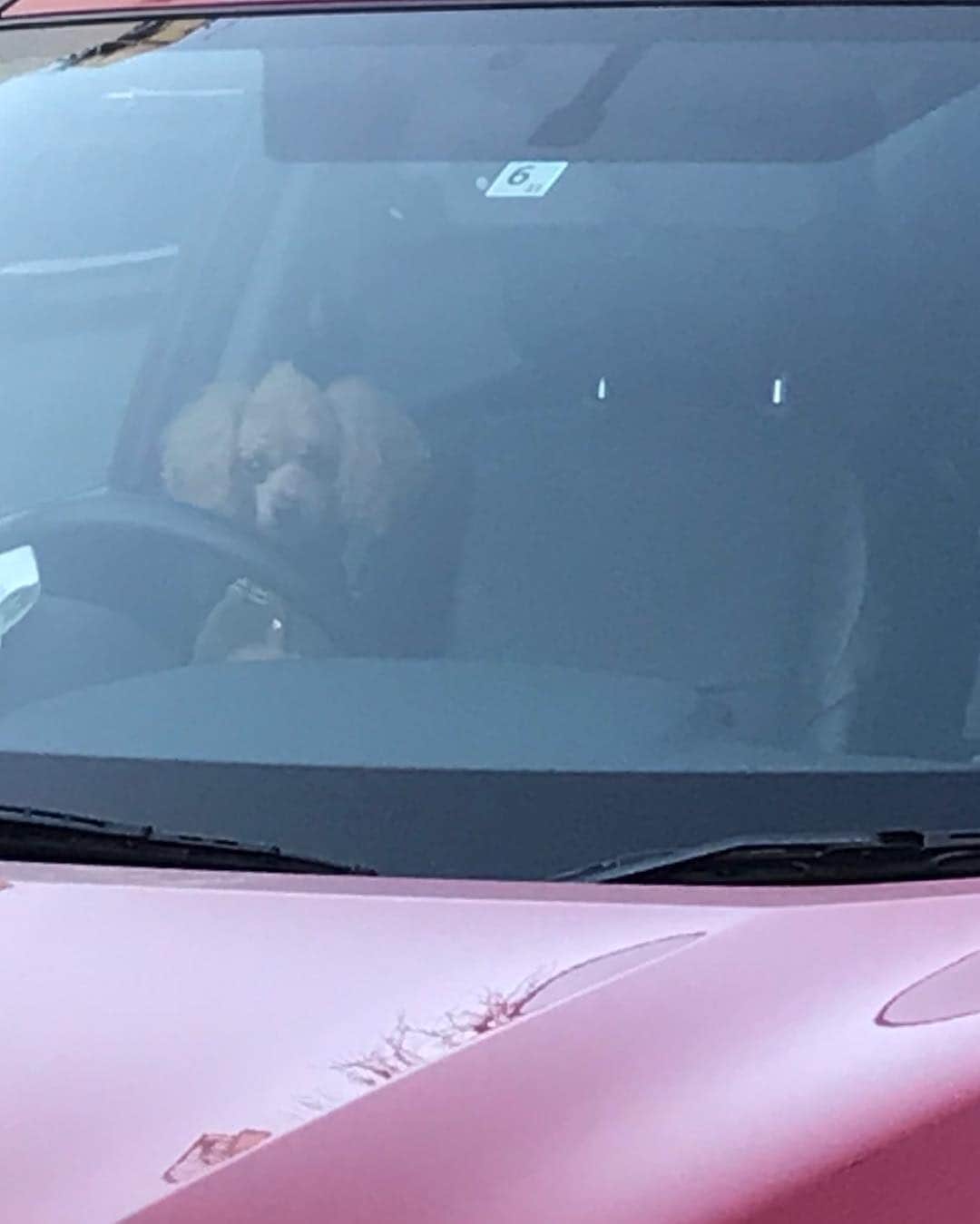 井上貴子のインスタグラム：「本日は このかわいこちゃんの運転で （笑）  横浜のお世話になってる住職の お寺で餅つきがあって 神取さんと親友kellyと娘たちと 行ってきたよーん^ ^  あちらで 横浜銀蝿の翔さんと再会^ ^  やったね♡  アタシも頑張って ついてみたけど…  やっぱ食べるの方が向いている （笑）  毎年参加させて頂いてます！ 感謝でーーす^ ^  夜は浅草の有名な天丼屋さんで お食事したよーーー^ ^  レコ大のWinkも見れたし！ 可愛かったなーー^ ^ ピンクレディーも メッチャ裏切らないアイドル！  さぁ！ 残り1日。  明日はちょっとした お仕事^ ^  メッチャ寒いので お身体温めて 色んなことに負けるなーー！  Happyで^ ^  #井上貴子  #LLPWX #女子プロレスラー  #デビュー30周年 #神取忍 #kelly #べにひお #トイプードル #横浜銀蝿翔さん #もちつき #食べる方が好き #Wink #レコ大 #ピンクレディー」