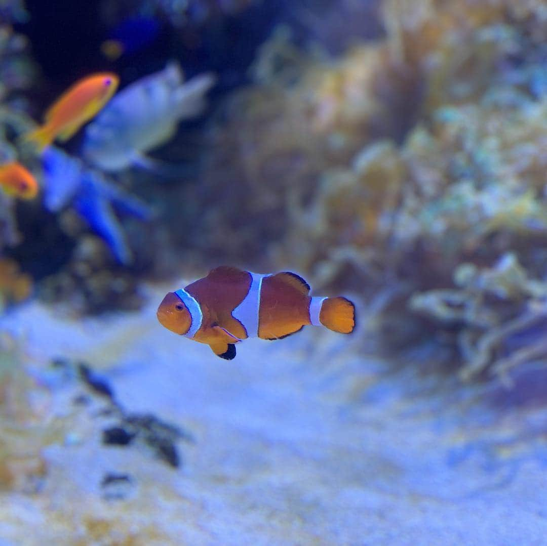 足立聖弥さんのインスタグラム写真 - (足立聖弥Instagram)「鳥羽水族館に行ってきた✨」12月30日 14時52分 - seiya020