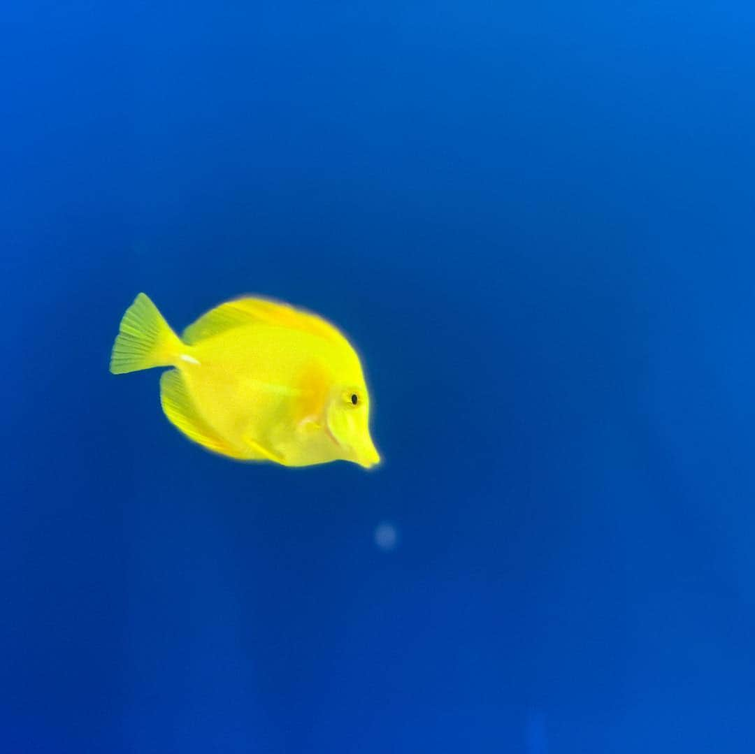 足立聖弥さんのインスタグラム写真 - (足立聖弥Instagram)「鳥羽水族館に行ってきた✨」12月30日 14時52分 - seiya020